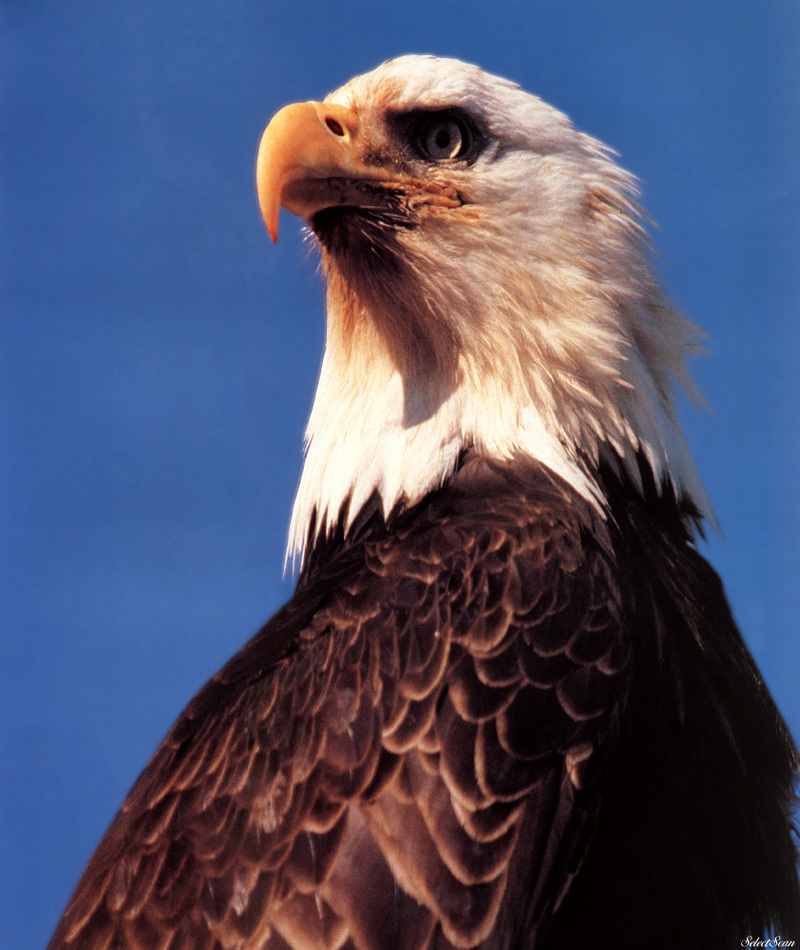 [SelectScan SDC] Bald Eagle; DISPLAY FULL IMAGE.