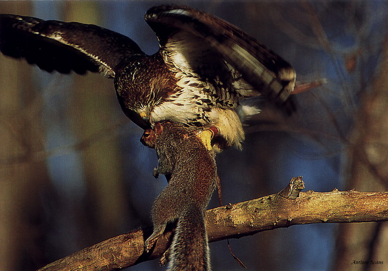 [Antlion Scans - Nature] Hawk; DISPLAY FULL IMAGE.
