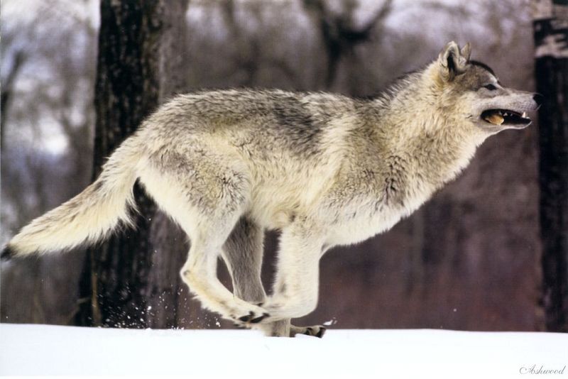 [Ashwood-Wolves] Gray Wolf; DISPLAY FULL IMAGE.