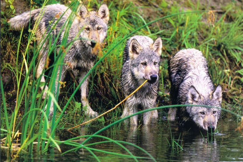 [Ashwood-Wolves] Gray Wolf; DISPLAY FULL IMAGE.