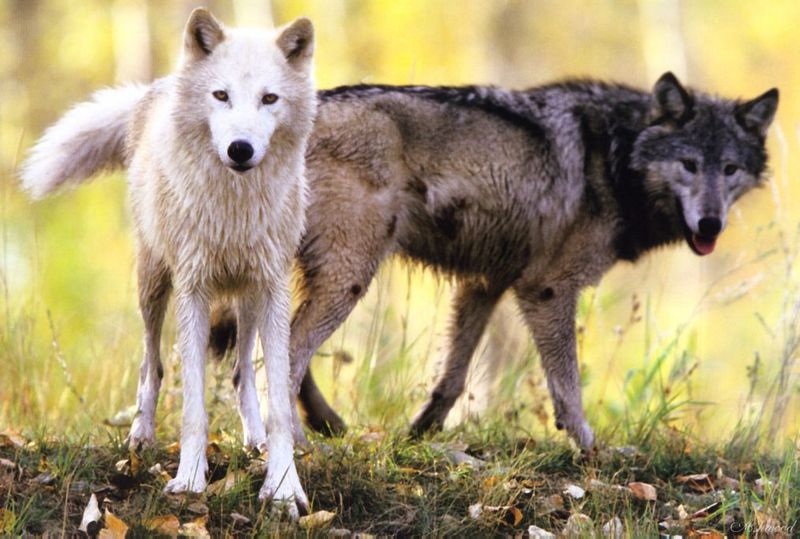 [Ashwood-Wolves] Gray Wolf; DISPLAY FULL IMAGE.