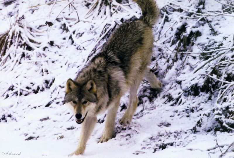 [Ashwood-Wolves] Gray Wolf; DISPLAY FULL IMAGE.