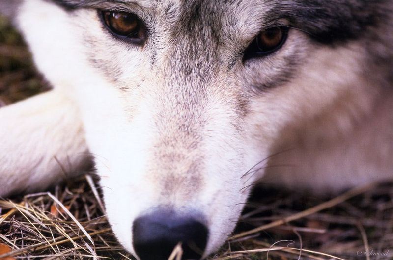 [Ashwood-Wolves] Gray Wolf; DISPLAY FULL IMAGE.