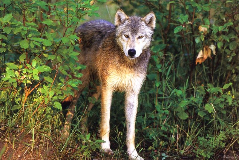 [Ashwood-Wolves] Gray Wolf; DISPLAY FULL IMAGE.