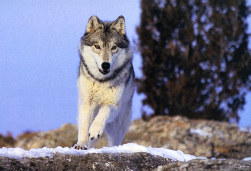 [Ashwood-Wolves] Gray Wolf; DISPLAY FULL IMAGE.