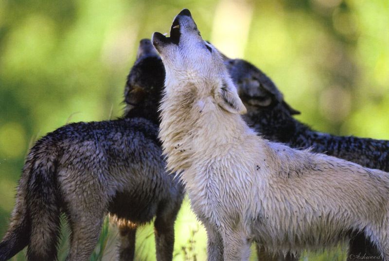 [Ashwood-Wolves] Gray Wolf; DISPLAY FULL IMAGE.