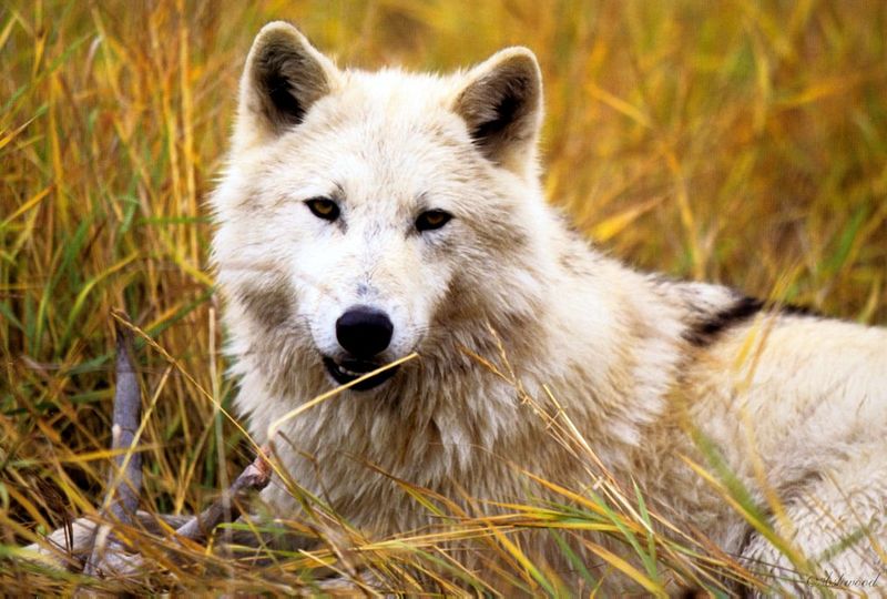 [Ashwood-Wolves] Gray Wolf; DISPLAY FULL IMAGE.