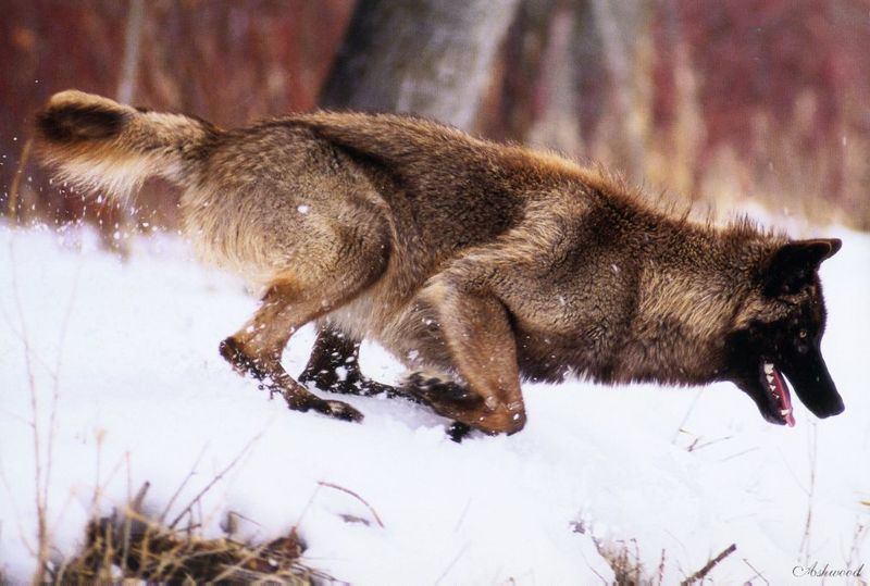 [Ashwood-Wolves] Gray Wolf; DISPLAY FULL IMAGE.