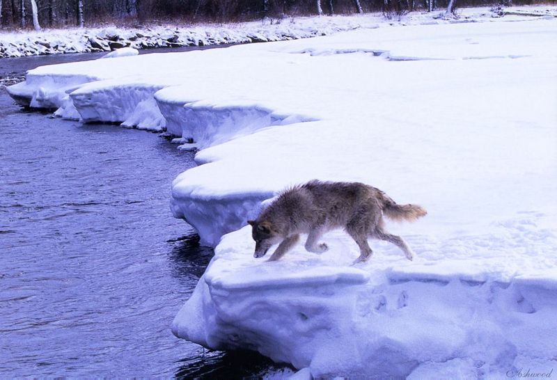 [Ashwood-Wolves] Gray Wolf; DISPLAY FULL IMAGE.