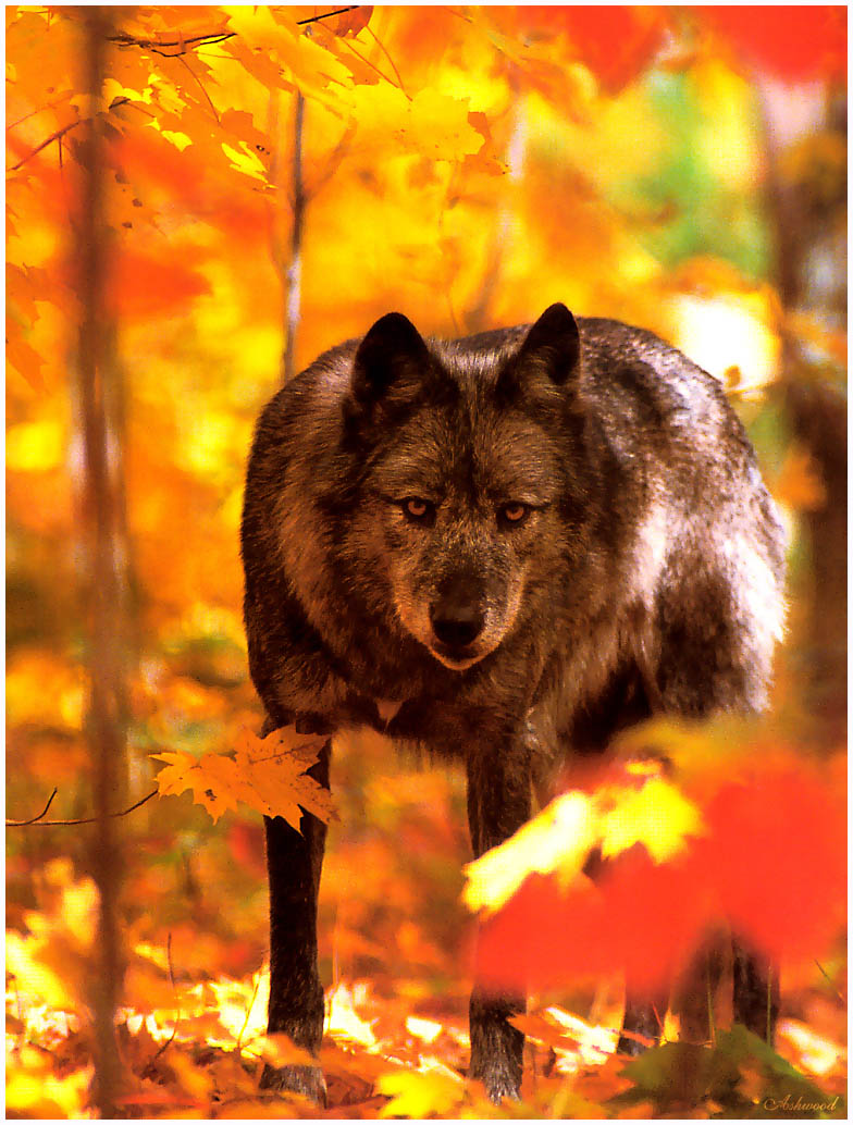 [Ashwood-Wolves] Gray Wolf; DISPLAY FULL IMAGE.