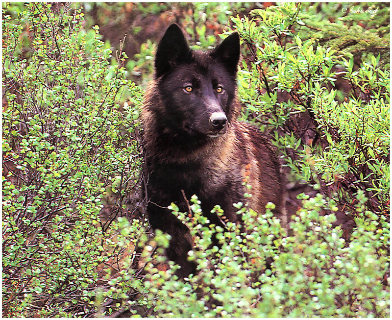 [Ashwood-Wolves] Gray Wolf; DISPLAY FULL IMAGE.