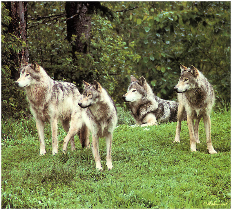 [Ashwood-Wolves] Gray Wolf; DISPLAY FULL IMAGE.