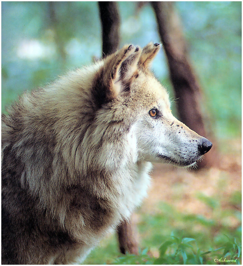[Ashwood-Wolves] Gray Wolf; DISPLAY FULL IMAGE.