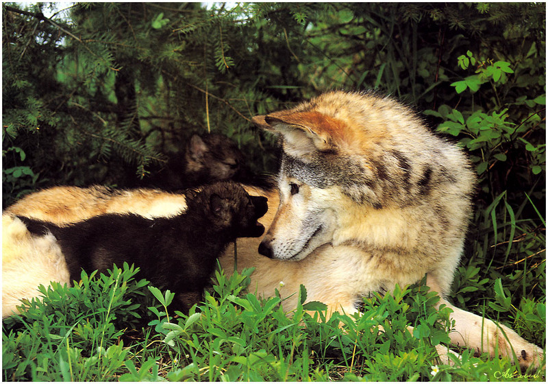 [Ashwood-Wolves] Gray Wolf; DISPLAY FULL IMAGE.