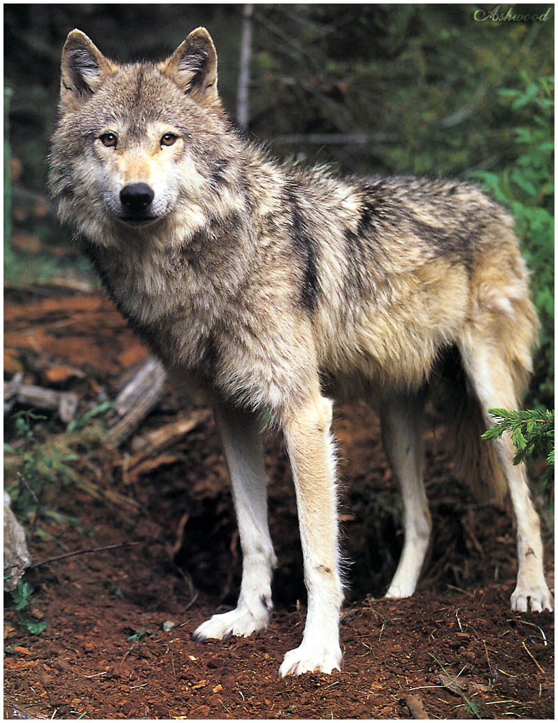 [Ashwood-Wolves] Gray Wolf; DISPLAY FULL IMAGE.