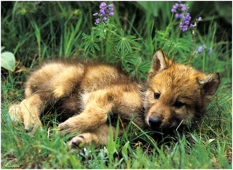 [Ashwood-Wolves] Gray Wolf; DISPLAY FULL IMAGE.