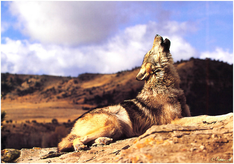 [Ashwood-Wolves] Gray Wolf; DISPLAY FULL IMAGE.