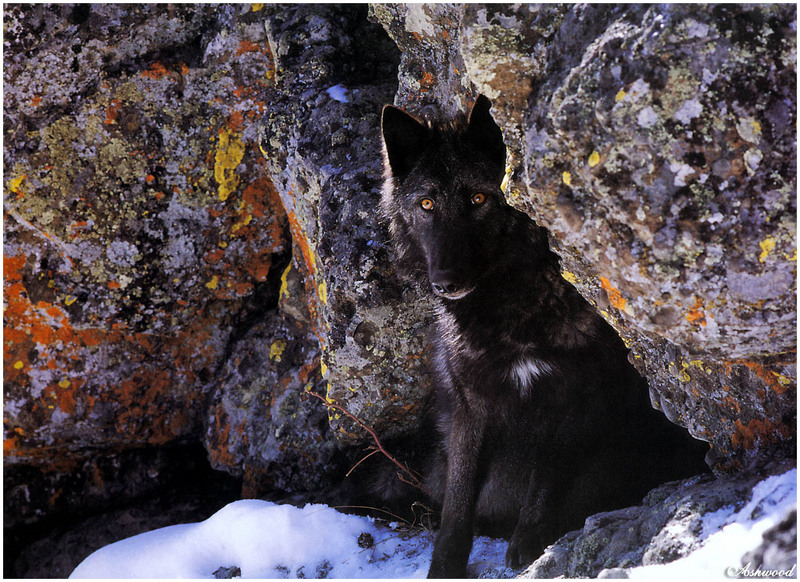 [Ashwood-Wolves] Gray Wolf; DISPLAY FULL IMAGE.