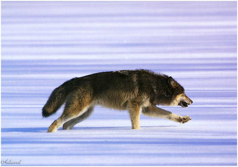 [Ashwood-Wolves] Gray Wolf; DISPLAY FULL IMAGE.