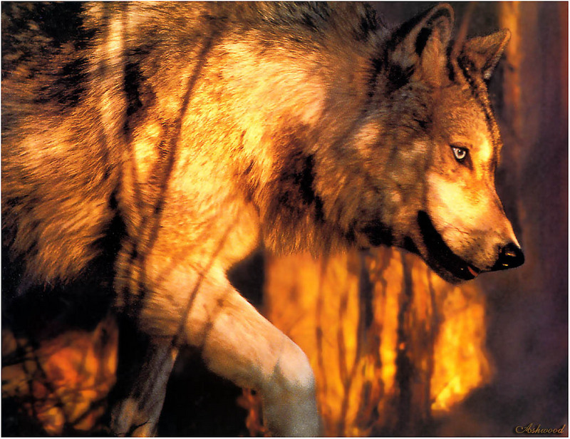 [Ashwood-Wolves] Gray Wolf; DISPLAY FULL IMAGE.