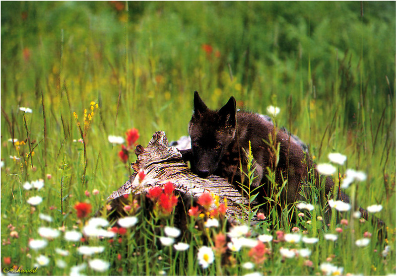 [Ashwood-Wolves] Gray Wolf; DISPLAY FULL IMAGE.
