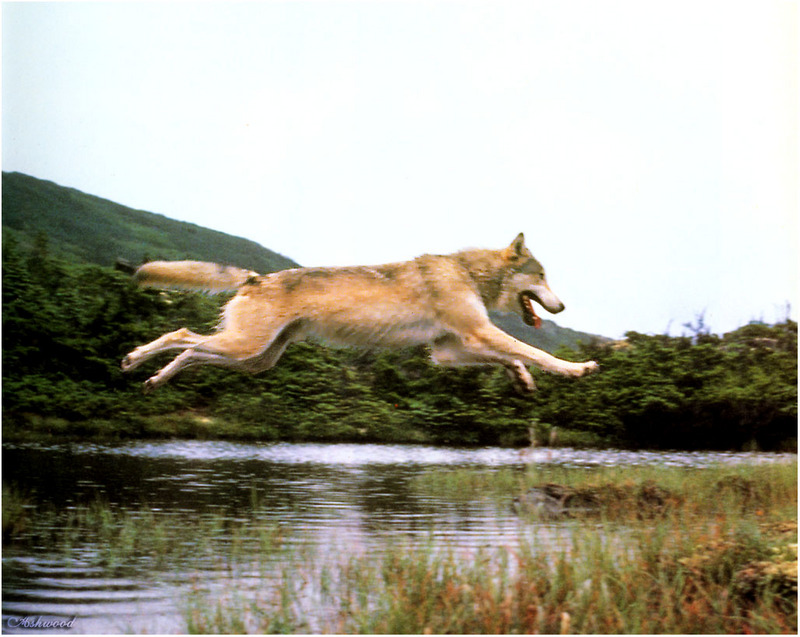 [Ashwood-Wolves] Gray Wolf; DISPLAY FULL IMAGE.
