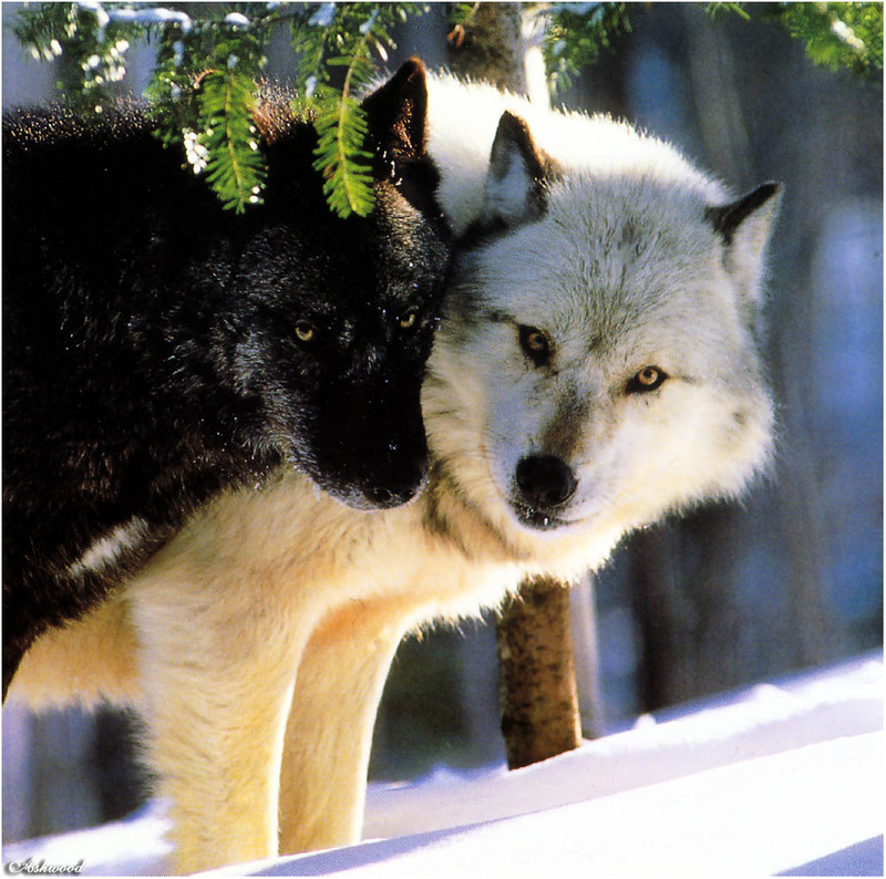 [Ashwood-Wolves] Gray Wolf; DISPLAY FULL IMAGE.