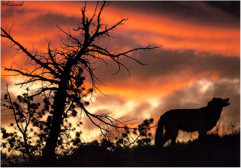 [Ashwood-Wolves] Gray Wolf; DISPLAY FULL IMAGE.