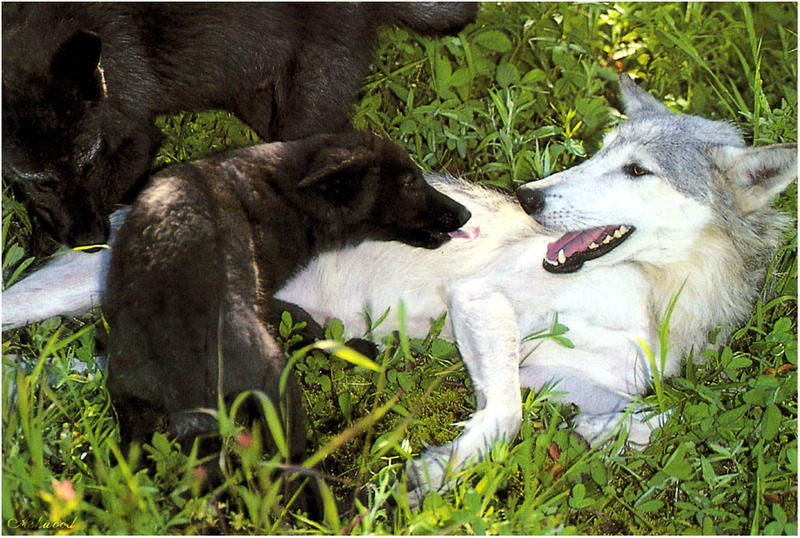 [Ashwood-Wolves] Gray Wolf; DISPLAY FULL IMAGE.