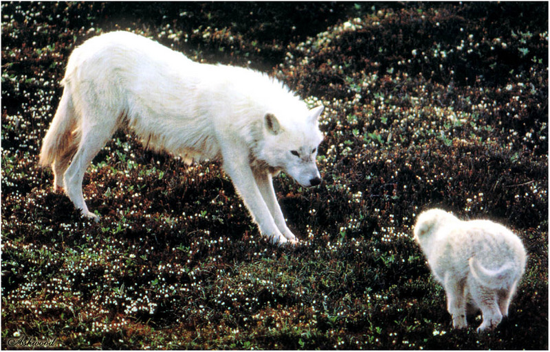 [Ashwood-Wolves] Gray Wolf; DISPLAY FULL IMAGE.