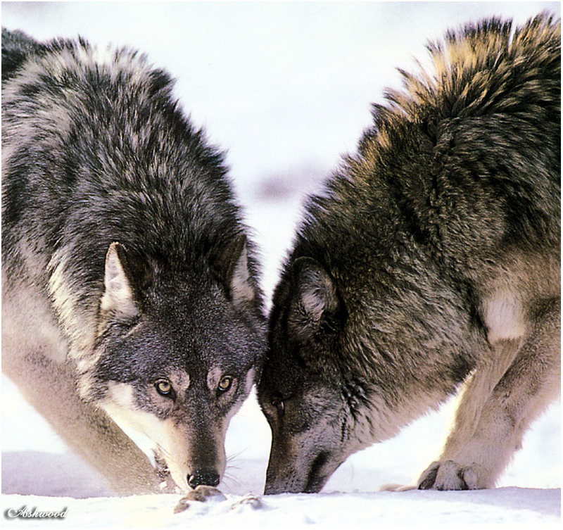 [Ashwood-Wolves] Gray Wolf; DISPLAY FULL IMAGE.