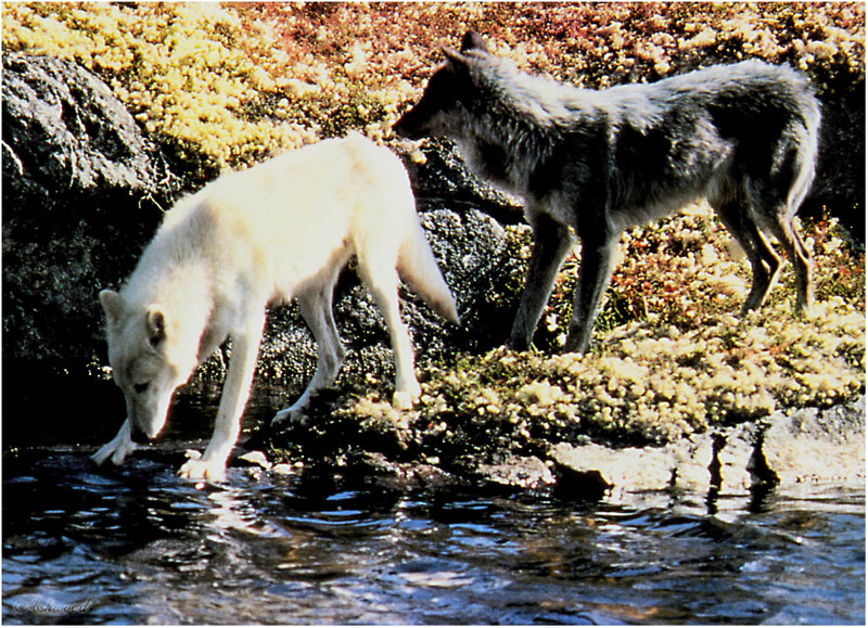 [Ashwood-Wolves] Gray Wolf; DISPLAY FULL IMAGE.