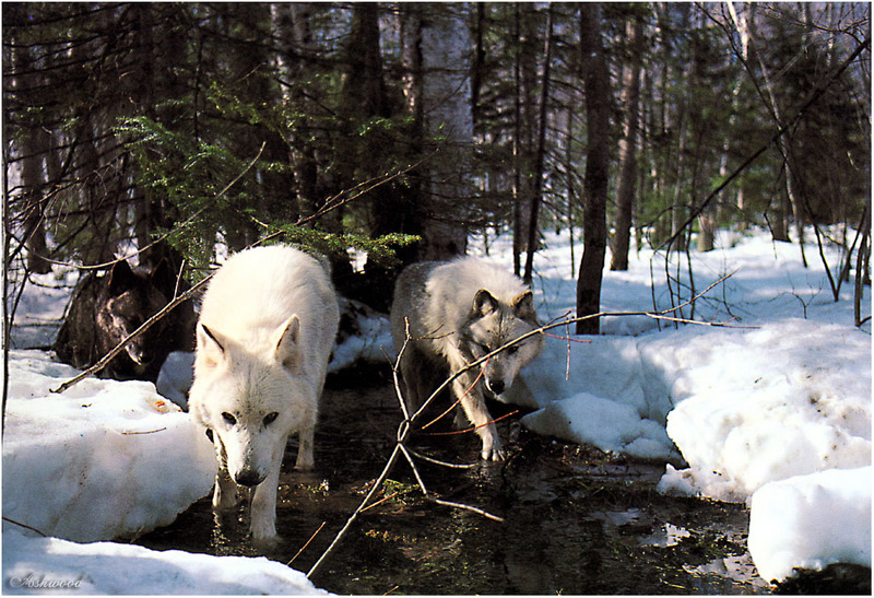 [Ashwood-Wolves] Gray Wolf; DISPLAY FULL IMAGE.