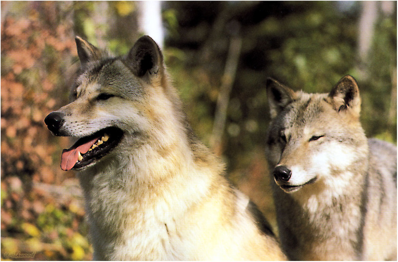 [Ashwood-Wolves] Gray Wolf; DISPLAY FULL IMAGE.