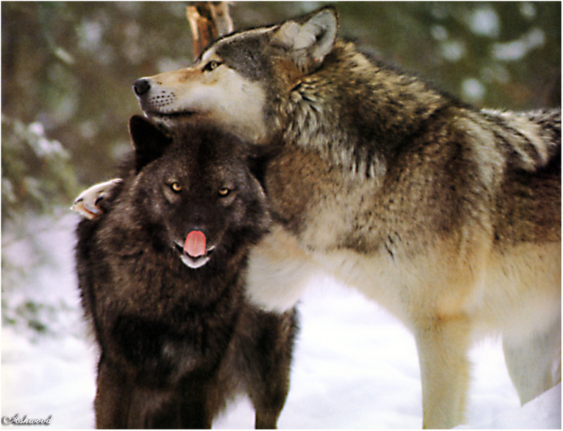 [Ashwood-Wolves] Gray Wolf; DISPLAY FULL IMAGE.