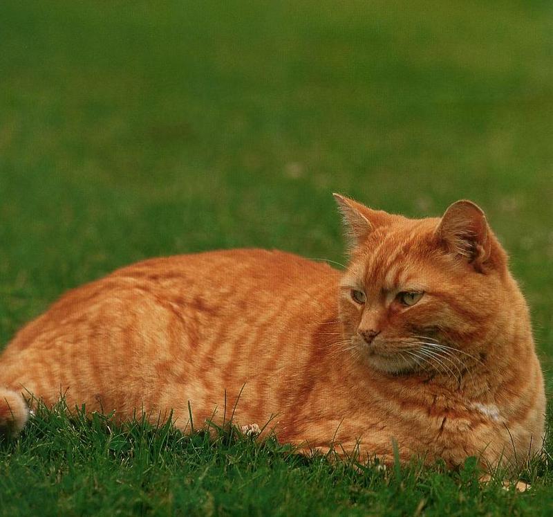 [Cats & Kitens 2003 Calendar] February - Jerry Shulman; DISPLAY FULL IMAGE.