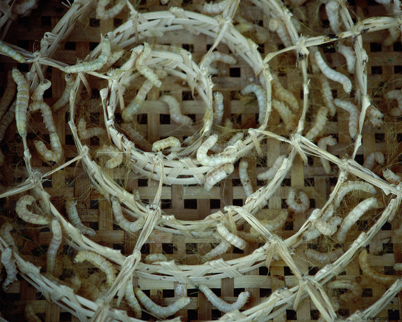 [Worldprints - Asia] Silkworms, Korea; DISPLAY FULL IMAGE.