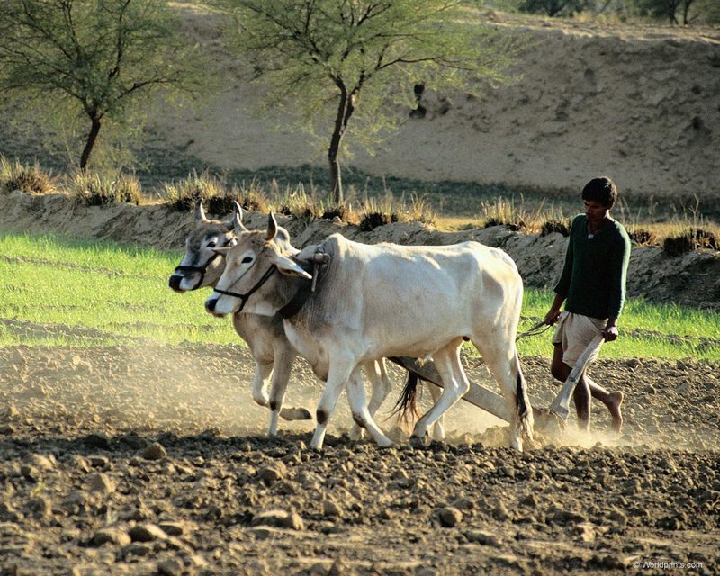 [Worldprints - Africa] Cattle; DISPLAY FULL IMAGE.