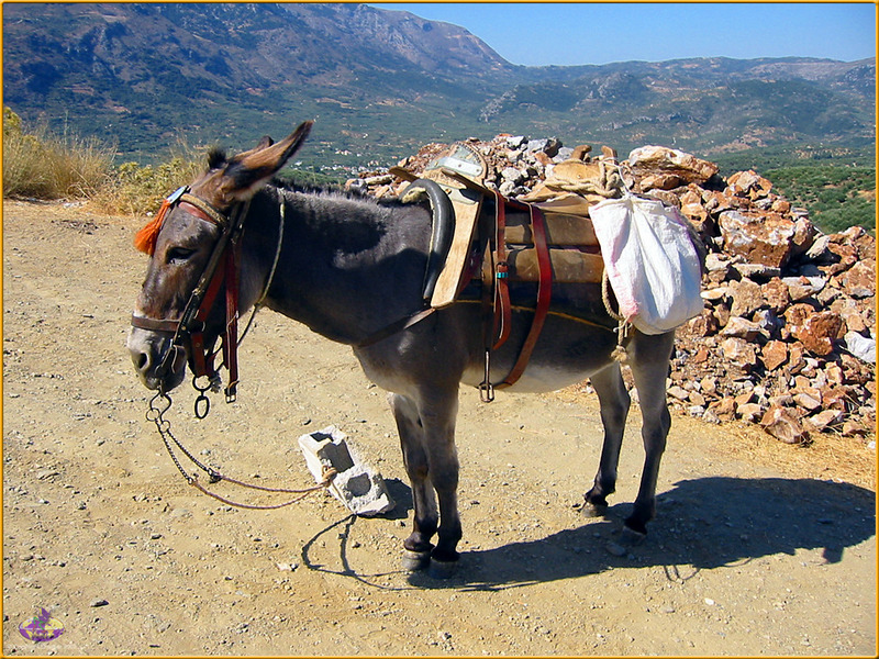 [Sharper - Trip to Crete] Donkey; DISPLAY FULL IMAGE.