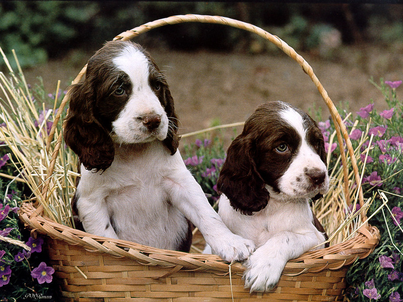 [PWR Papers] Puppies; DISPLAY FULL IMAGE.