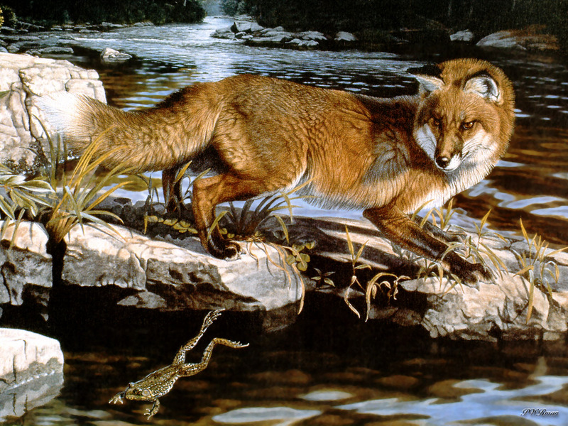 [PWR Papers] Red Fox; DISPLAY FULL IMAGE.