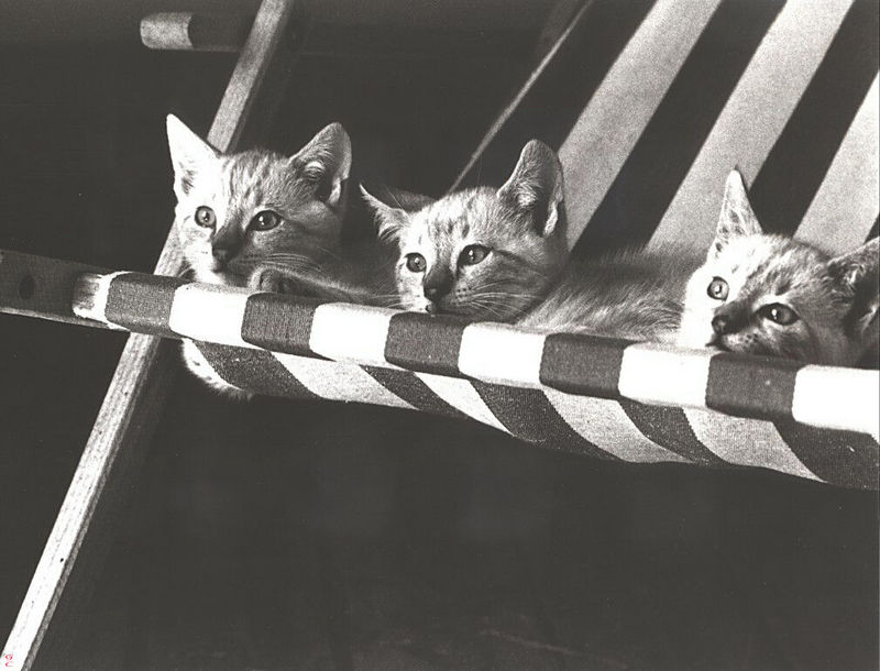 [GrayCreek Calendar 2001] Kittens; DISPLAY FULL IMAGE.