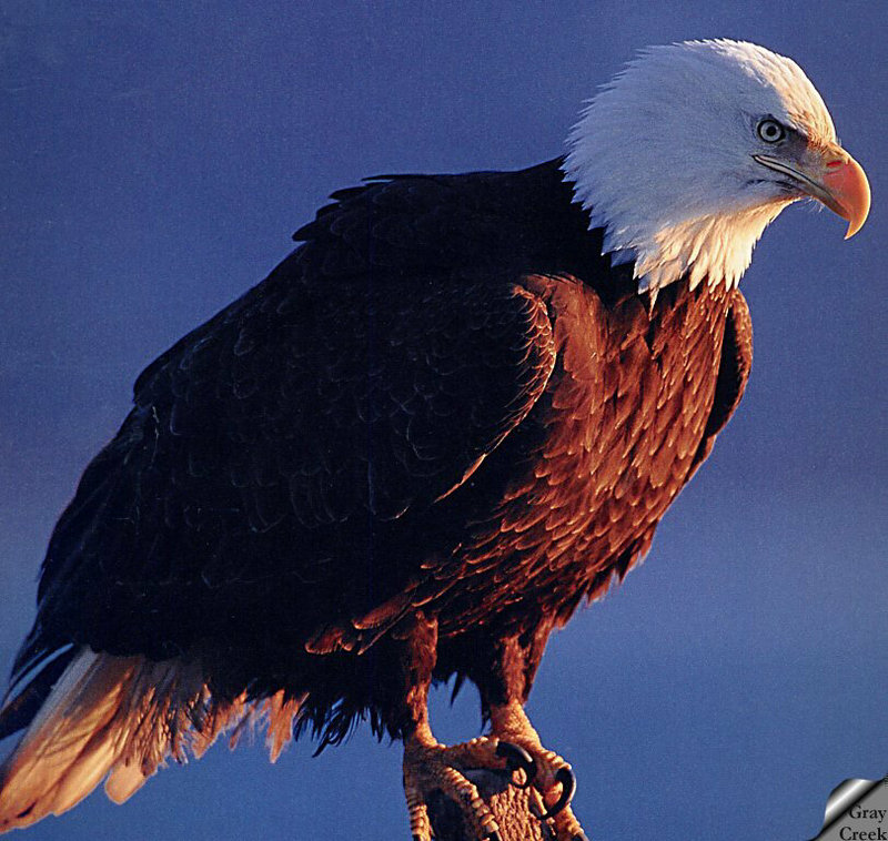 [GrayCreek] Bald Eagle; DISPLAY FULL IMAGE.