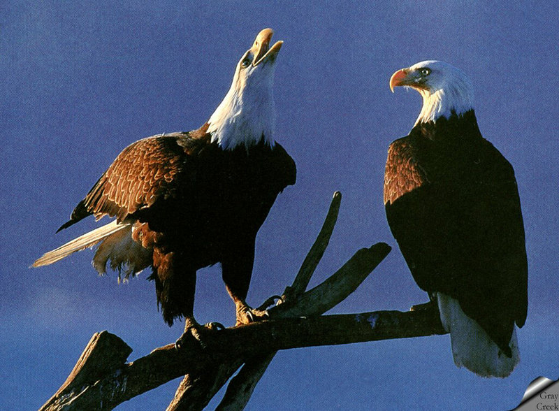 [GrayCreek] Bald Eagle; DISPLAY FULL IMAGE.