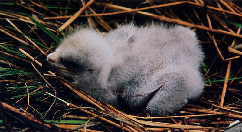 [GrayCreek] Bald Eagle; DISPLAY FULL IMAGE.