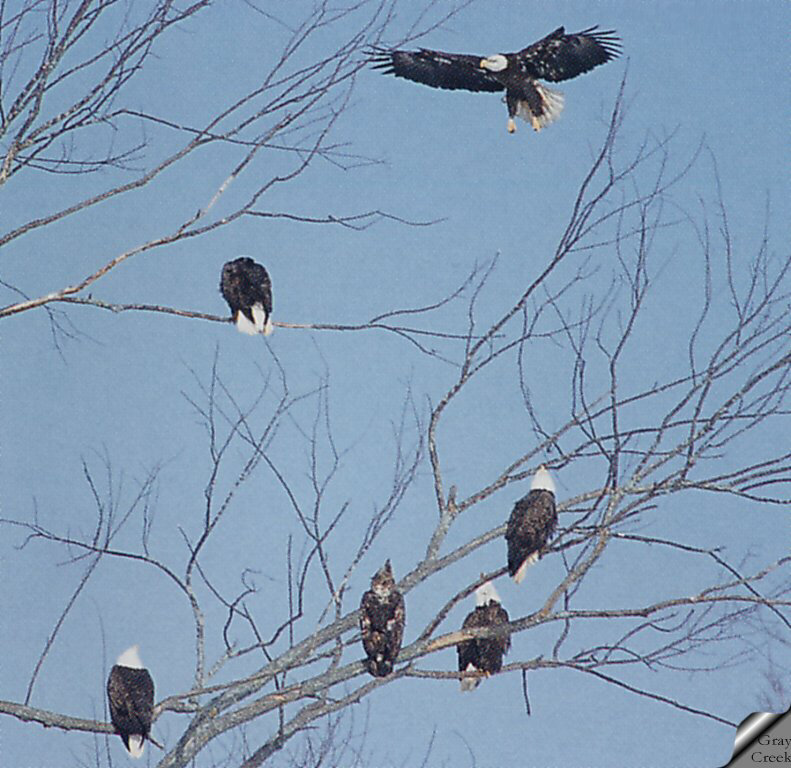 [GrayCreek] Bald Eagle; DISPLAY FULL IMAGE.