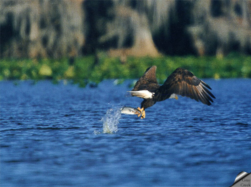 [GrayCreek] Bald Eagle; DISPLAY FULL IMAGE.