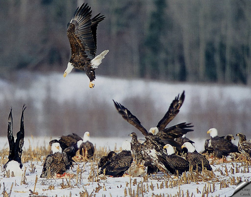 [GrayCreek] Bald Eagle; DISPLAY FULL IMAGE.