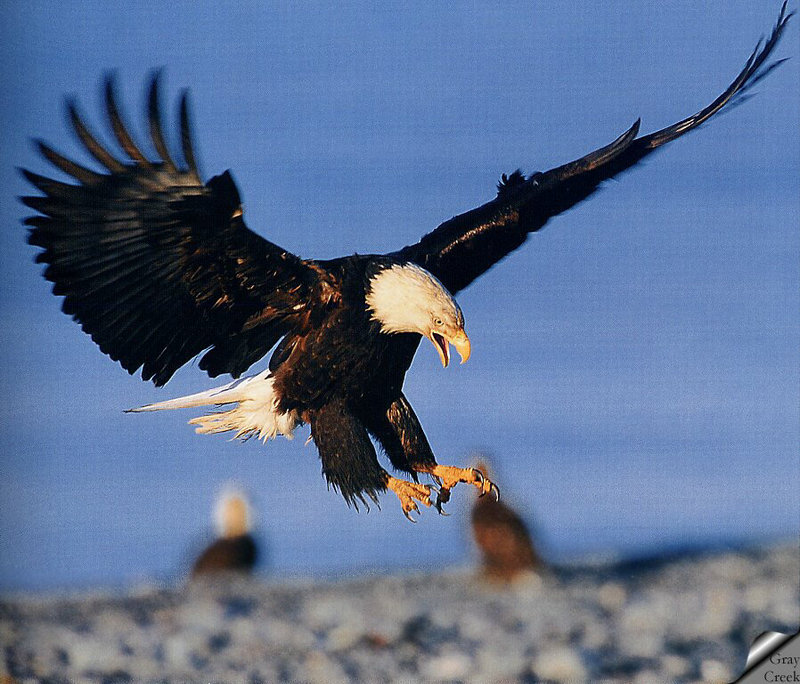 [GrayCreek] Bald Eagle; DISPLAY FULL IMAGE.