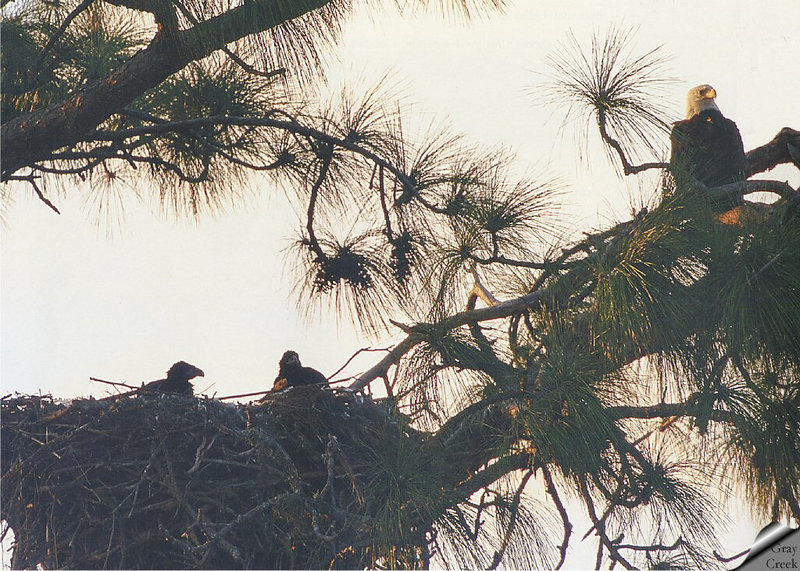 [GrayCreek] Bald Eagle; DISPLAY FULL IMAGE.